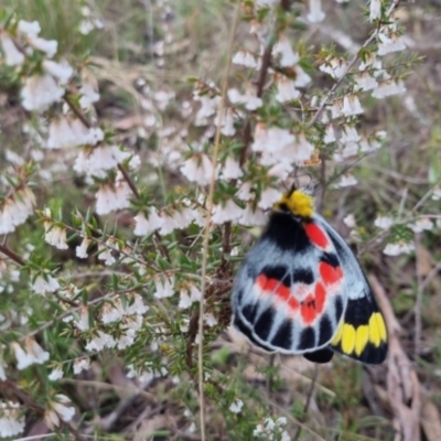 Delias harpalyce (Imperial Jezebel) at Bungendore, NSW - 4 Oct 2022 by clarehoneydove