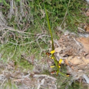 Diuris pardina at Bungendore, NSW - 4 Oct 2022