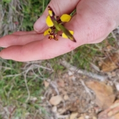 Diuris pardina at Bungendore, NSW - 4 Oct 2022