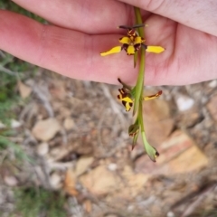 Diuris pardina at Bungendore, NSW - 4 Oct 2022