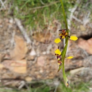 Diuris pardina at Bungendore, NSW - 4 Oct 2022