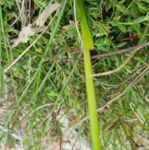 Diuris pardina at Bungendore, NSW - 4 Oct 2022