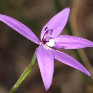 Glossodia major (Wax Lip Orchid) at Acton, ACT by TimL