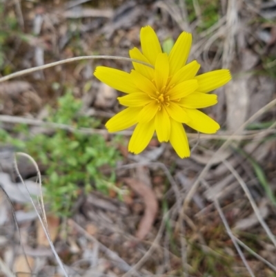 Microseris walteri (Yam Daisy, Murnong) at Bungendore, NSW - 4 Oct 2022 by clarehoneydove