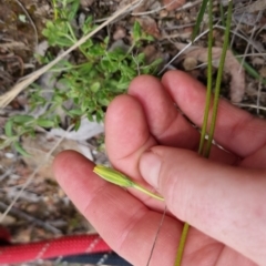 Microseris walteri at Bungendore, NSW - 4 Oct 2022