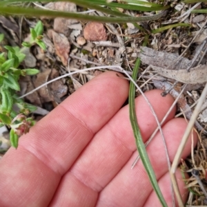 Microseris walteri at Bungendore, NSW - 4 Oct 2022 01:32 PM