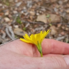 Microseris walteri at Bungendore, NSW - 4 Oct 2022 01:32 PM