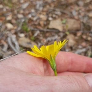 Microseris walteri at Bungendore, NSW - 4 Oct 2022 01:32 PM