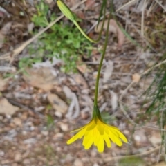 Microseris walteri at Bungendore, NSW - 4 Oct 2022 01:32 PM