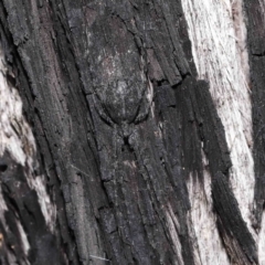 Tamopsis sp. (genus) at Acton, ACT - 2 Oct 2022