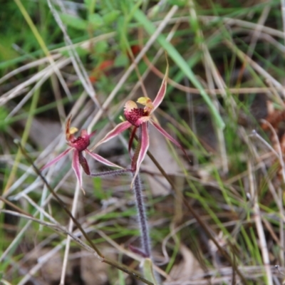 Caladenia actensis (Canberra Spider Orchid) at Mount Majura - 3 Oct 2022 by petersan