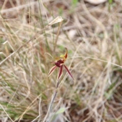 Caladenia actensis (Canberra Spider Orchid) at Hackett, ACT - 3 Oct 2022 by petersan