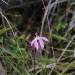 Caladenia fuscata (Dusky Fingers) at Hackett, ACT - 4 Oct 2022 by petersan