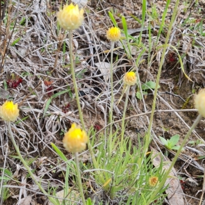 Leucochrysum albicans subsp. tricolor (Hoary Sunray) at O'Malley, ACT - 4 Oct 2022 by Mike