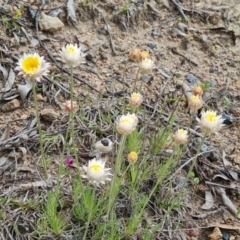 Leucochrysum albicans subsp. tricolor at O'Malley, ACT - 4 Oct 2022 04:10 PM