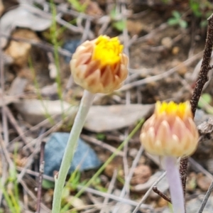 Leucochrysum albicans subsp. tricolor at O'Malley, ACT - 4 Oct 2022