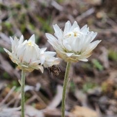 Leucochrysum albicans subsp. tricolor at O'Malley, ACT - 4 Oct 2022 04:10 PM