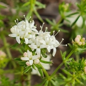 Asperula conferta at O'Malley, ACT - 4 Oct 2022 04:06 PM