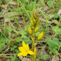 Bulbine bulbosa (Golden Lily) at O'Malley, ACT - 4 Oct 2022 by Mike