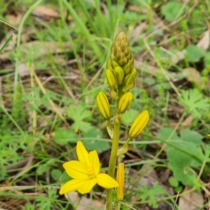 Bulbine bulbosa at O'Malley, ACT - 4 Oct 2022