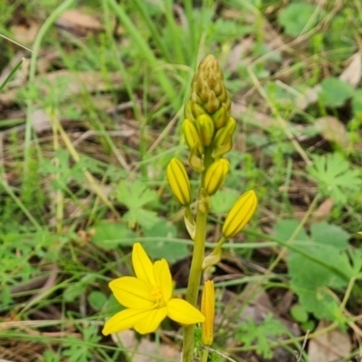 Bulbine bulbosa (Golden Lily) at Mount Mugga Mugga - 4 Oct 2022 by Mike