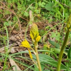 Bulbine bulbosa at O'Malley, ACT - 4 Oct 2022 04:04 PM