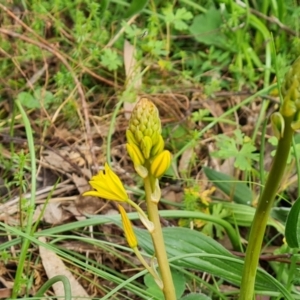 Bulbine bulbosa at O'Malley, ACT - 4 Oct 2022