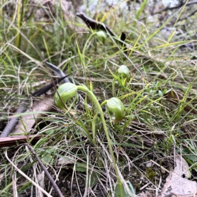 Pterostylis nutans (Nodding Greenhood) at Paddys River, ACT - 3 Oct 2022 by JasonC