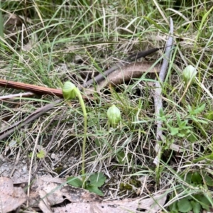 Pterostylis nutans at Paddys River, ACT - suppressed