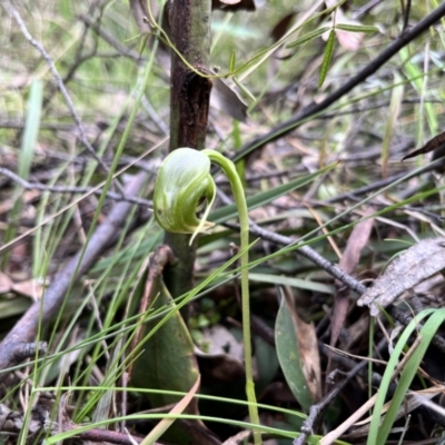 Pterostylis nutans (Nodding Greenhood) at Paddys River, ACT - 3 Oct 2022 by JasonC