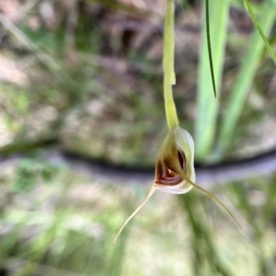 Pterostylis pedunculata (Maroonhood) at Paddys River, ACT - 3 Oct 2022 by JasonC