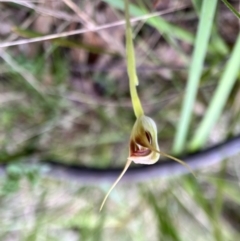 Pterostylis pedunculata at Paddys River, ACT - suppressed