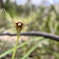 Pterostylis pedunculata at Paddys River, ACT - suppressed