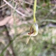 Pterostylis pedunculata at Paddys River, ACT - suppressed