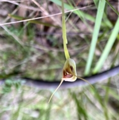 Pterostylis pedunculata at Paddys River, ACT - suppressed