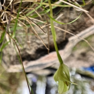 Pterostylis curta (Blunt greenhood) at Paddys River, ACT by JasonC