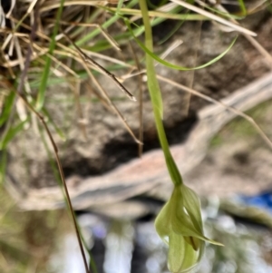 Pterostylis curta at Paddys River, ACT - 3 Oct 2022