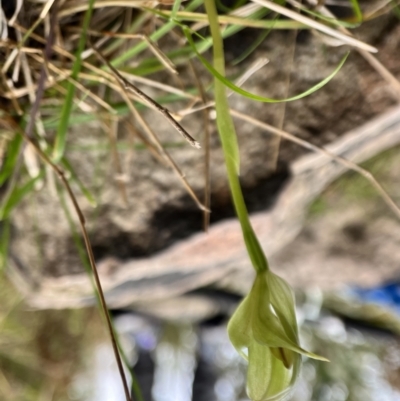 Pterostylis curta (Blunt Greenhood) at Paddys River, ACT - 3 Oct 2022 by JasonC