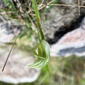 Pterostylis curta at Paddys River, ACT - suppressed