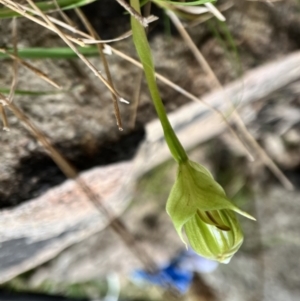 Pterostylis curta at Paddys River, ACT - suppressed