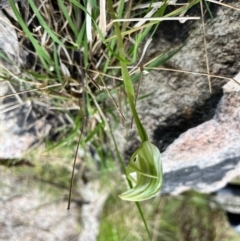 Pterostylis curta at Paddys River, ACT - suppressed