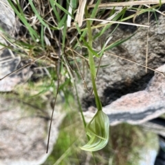 Pterostylis curta at Paddys River, ACT - 3 Oct 2022