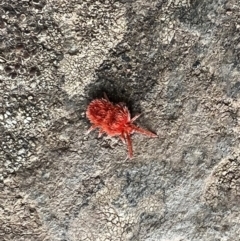 Trombidiidae (family) (Red velvet mite) at Kowen, ACT - 4 Oct 2022 by Bugologist