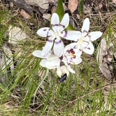 Wurmbea dioica subsp. dioica (Early Nancy) at Kowen, ACT - 4 Oct 2022 by FeralGhostbat