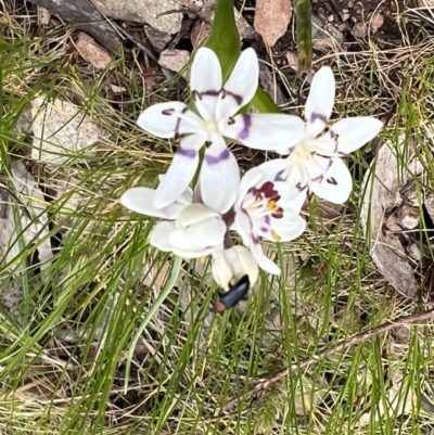 Wurmbea dioica subsp. dioica (Early Nancy) at Kowen, ACT - 4 Oct 2022 by Bugologist