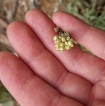 Pseudognaphalium luteoalbum (Jersey Cudweed) at Bungendore, NSW - 4 Oct 2022 by clarehoneydove