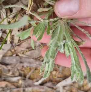 Pseudognaphalium luteoalbum at Bungendore, NSW - 4 Oct 2022