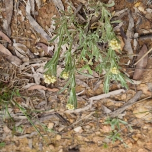 Pseudognaphalium luteoalbum at Bungendore, NSW - 4 Oct 2022