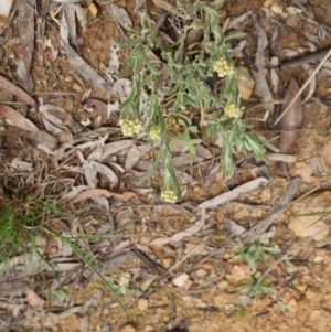 Pseudognaphalium luteoalbum at Bungendore, NSW - 4 Oct 2022