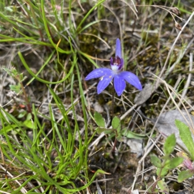 Cyanicula caerulea (Blue Fingers, Blue Fairies) at Goorooyarroo NR (ACT) - 4 Oct 2022 by simonstratford